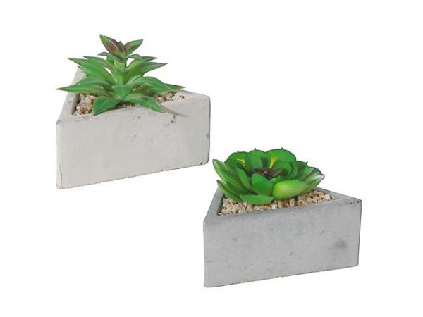 Cement Triangle Succulents