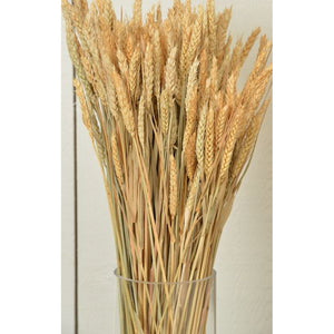 Blonde Wheat Stems