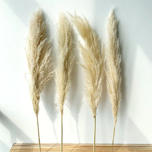 60"Pampas Grass